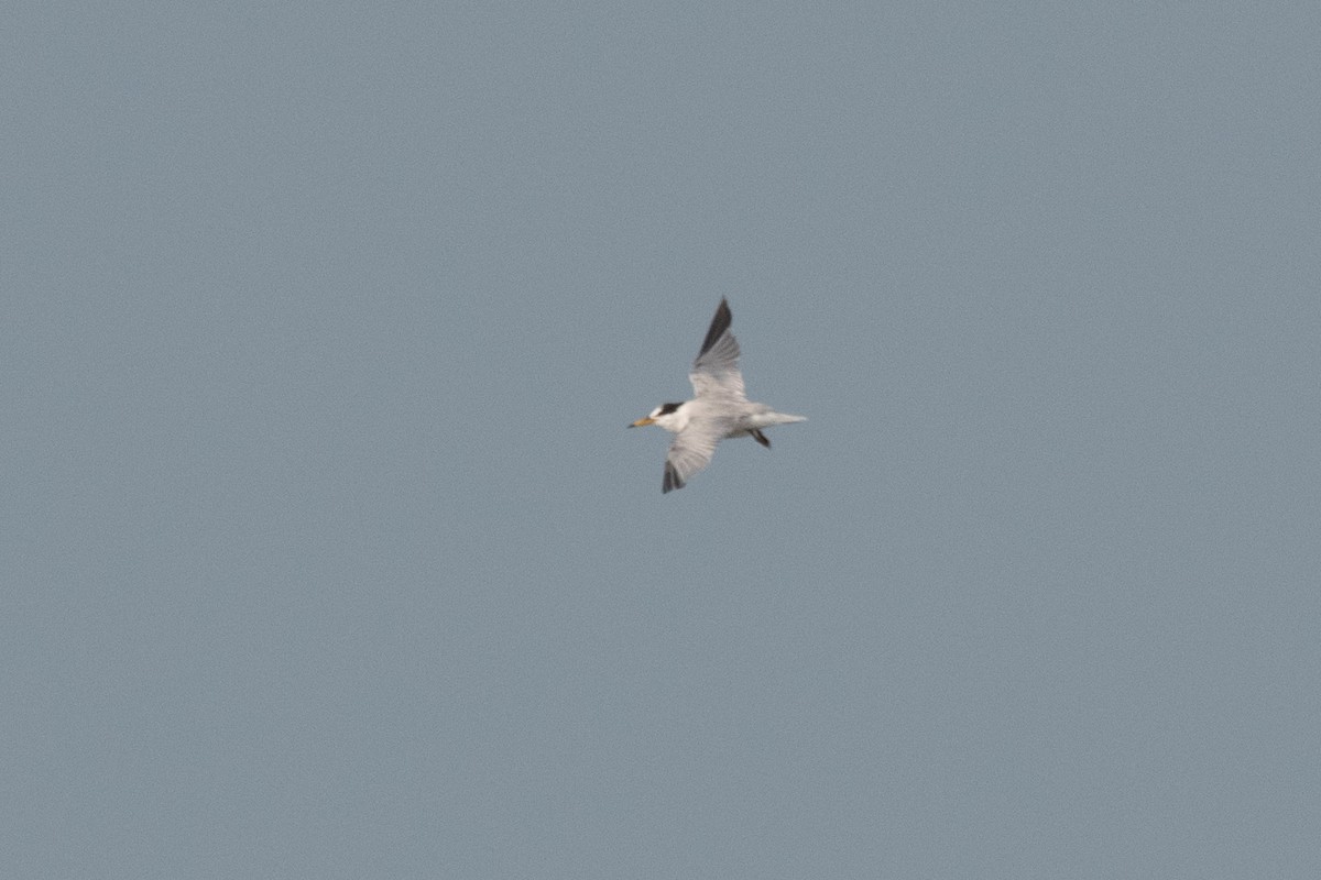 Saunders's Tern - ML615949571