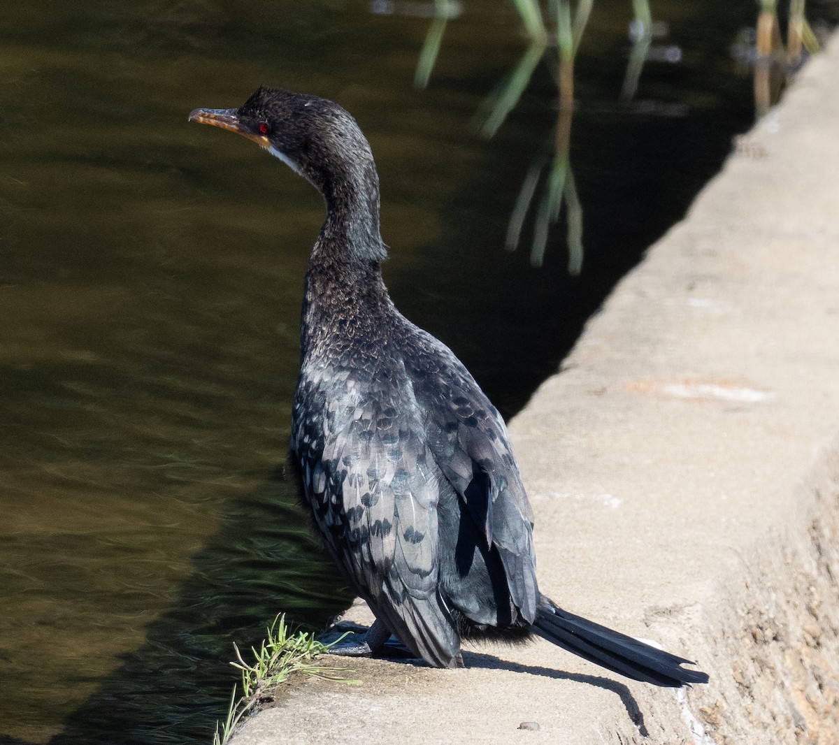 Long-tailed Cormorant - ML615949662