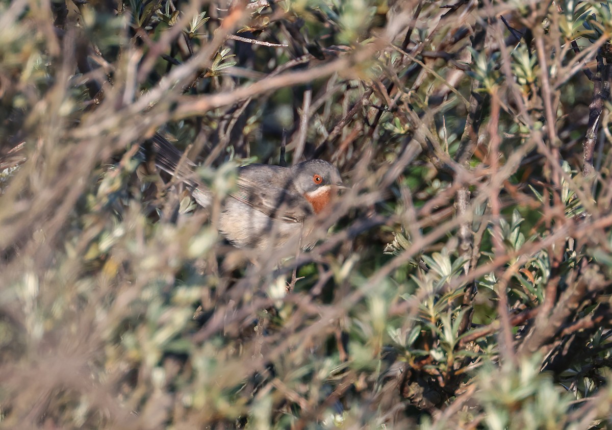 Curruca Carrasqueña Oriental - ML615949691