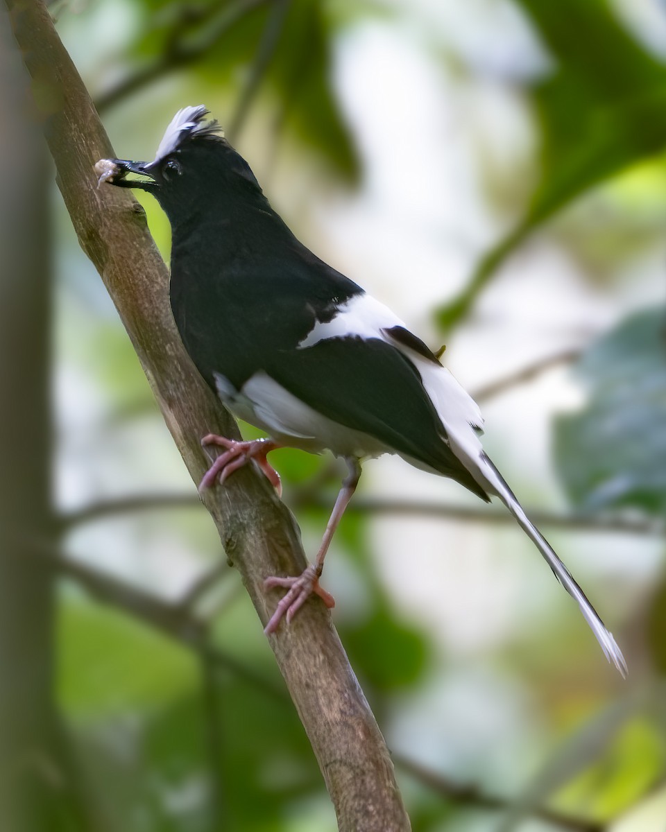 White-crowned Forktail - ML615949714