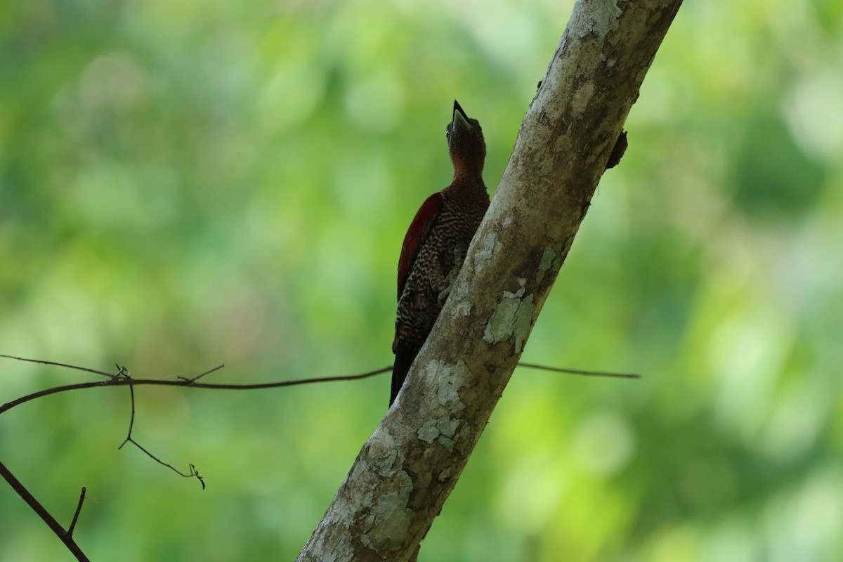 Banded Woodpecker - ekkachai cheewaseleechon