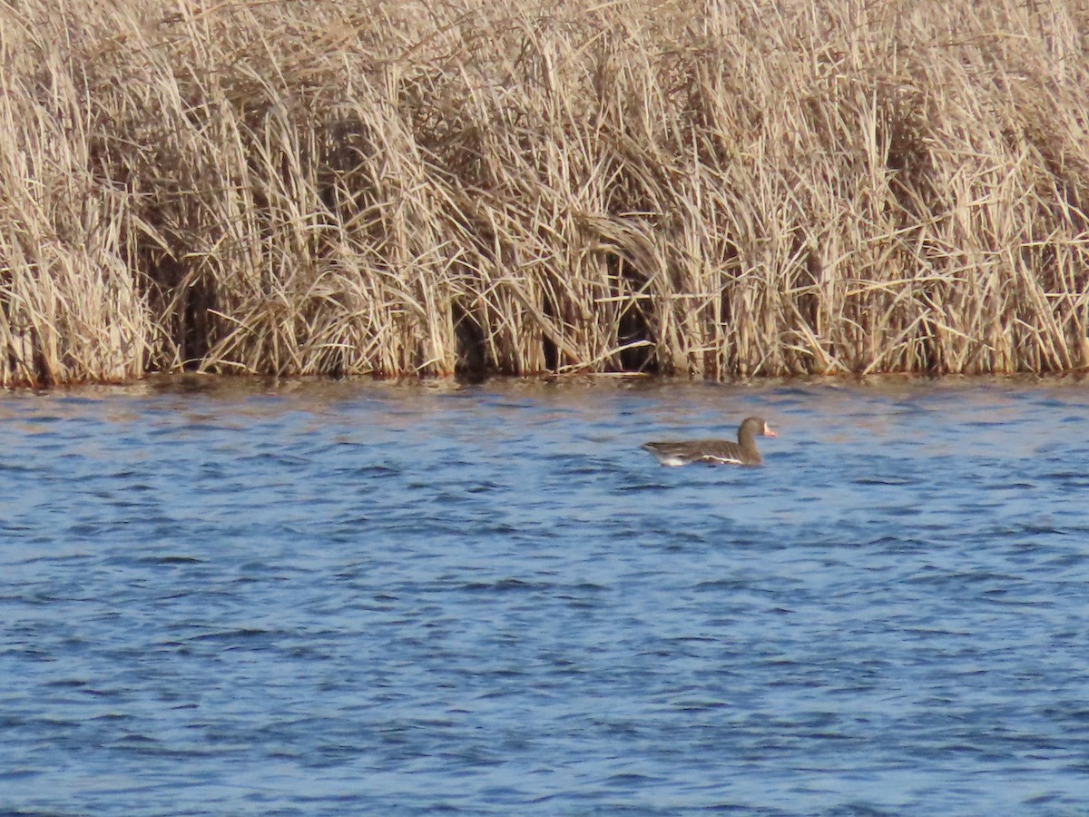 Greater White-fronted Goose - Aaron Pietsch