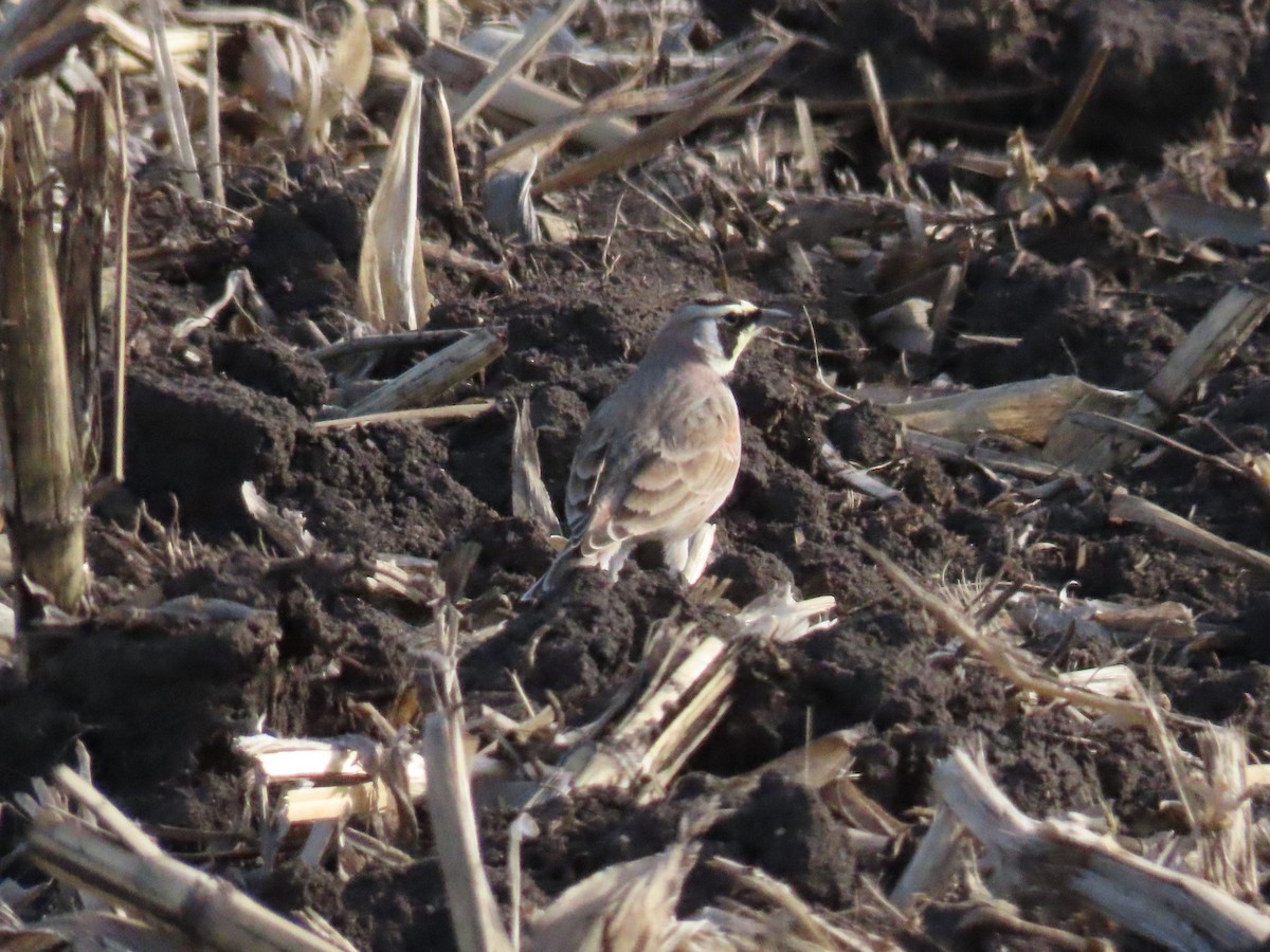 Horned Lark - Aaron Pietsch