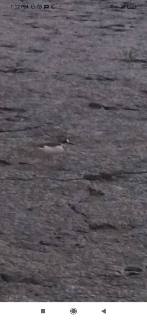 Collared Plover - ML615949849