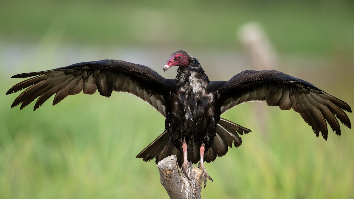 Turkey Vulture - Mathurin Malby