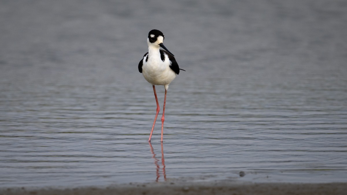 Black-necked Stilt - Mathurin Malby