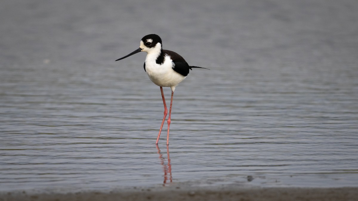 Black-necked Stilt - Mathurin Malby