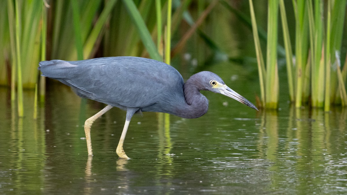 Little Blue Heron - Mathurin Malby