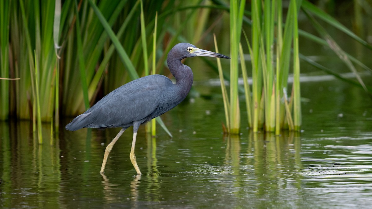 Little Blue Heron - Mathurin Malby