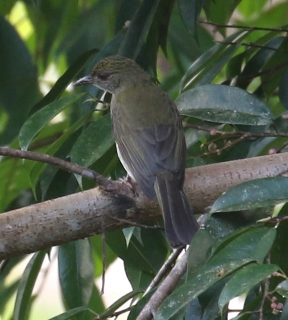 Plain Sunbird - Alain Pataud