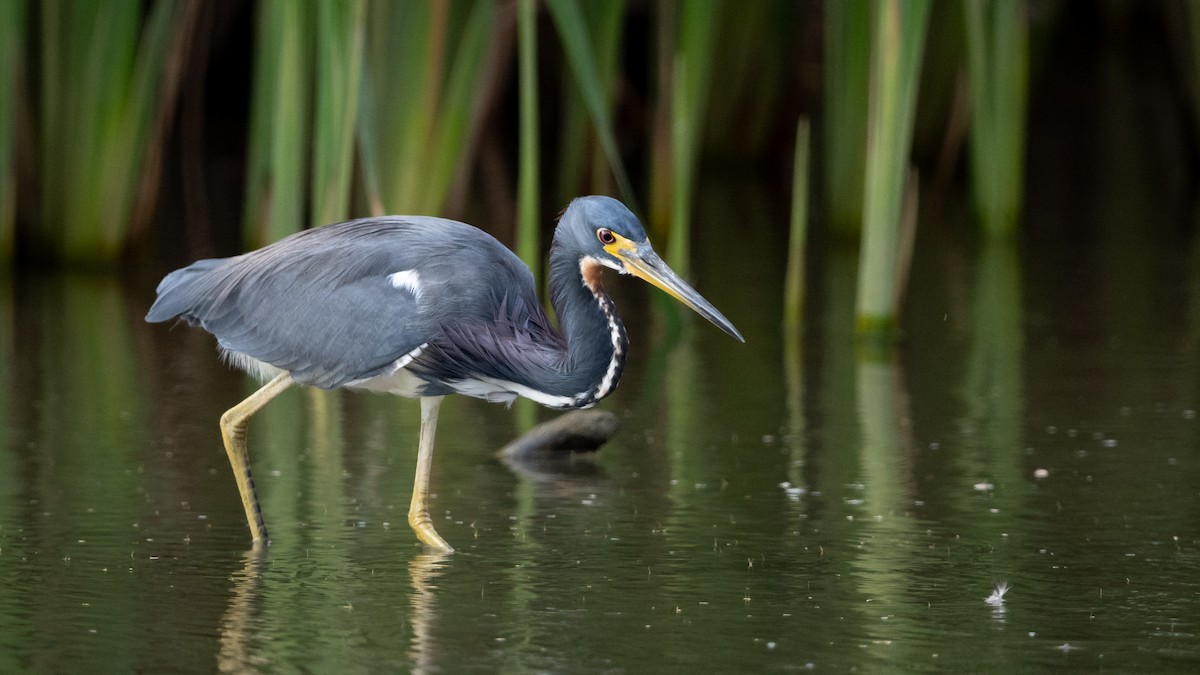 Tricolored Heron - Mathurin Malby