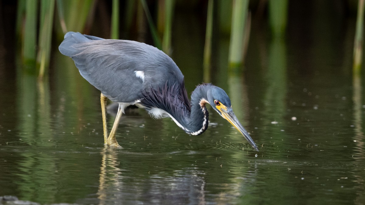 Tricolored Heron - Mathurin Malby