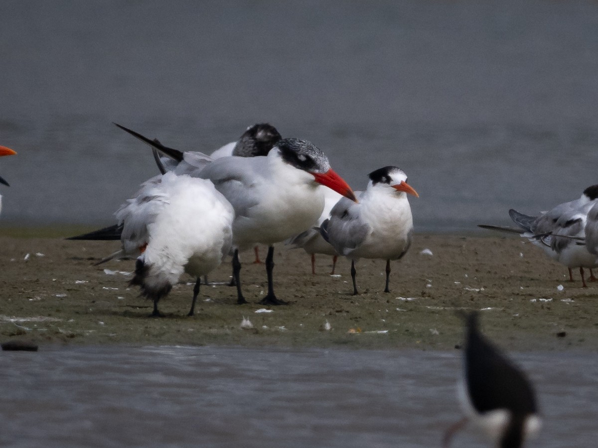 Caspian Tern - Mathurin Malby