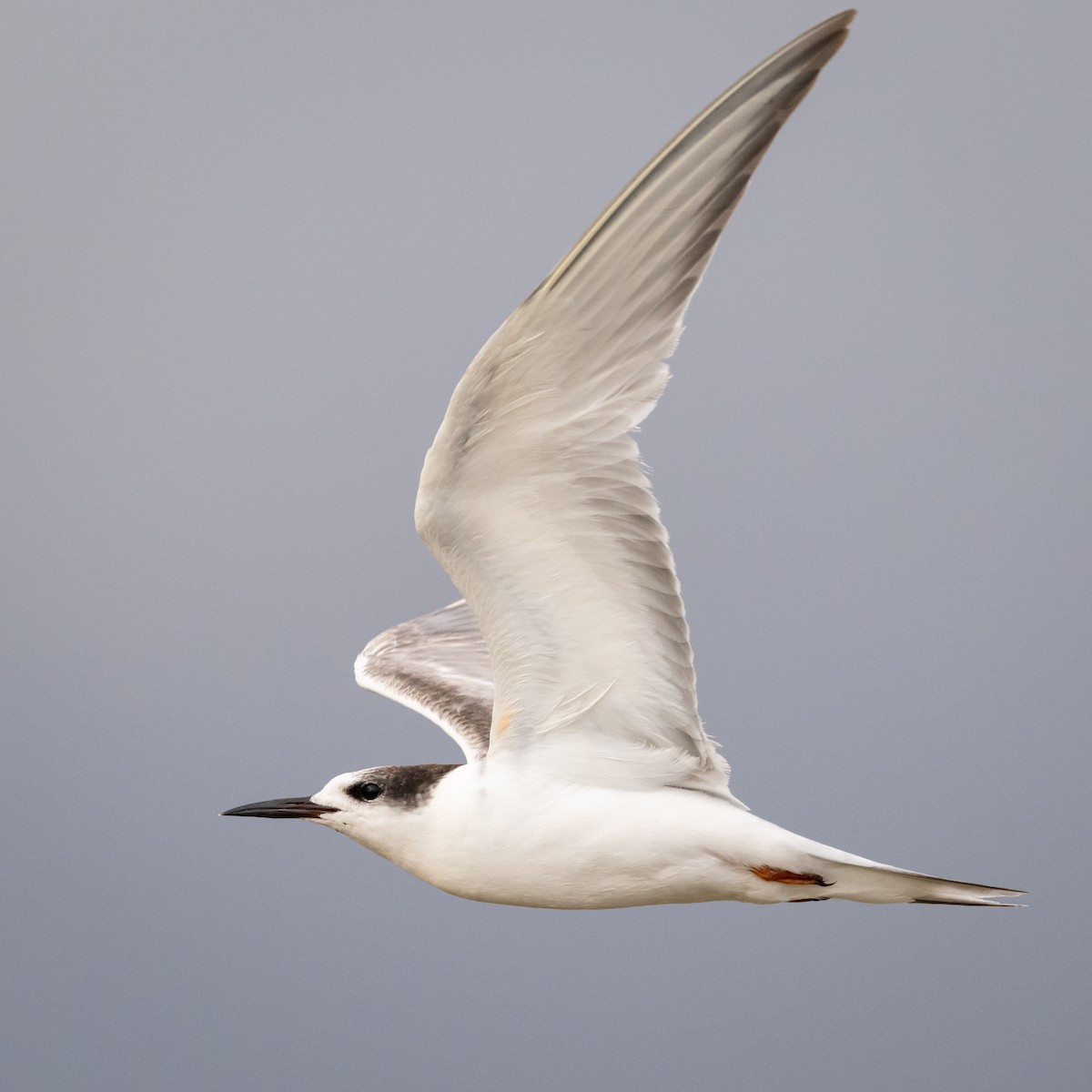 Common Tern - Mathurin Malby