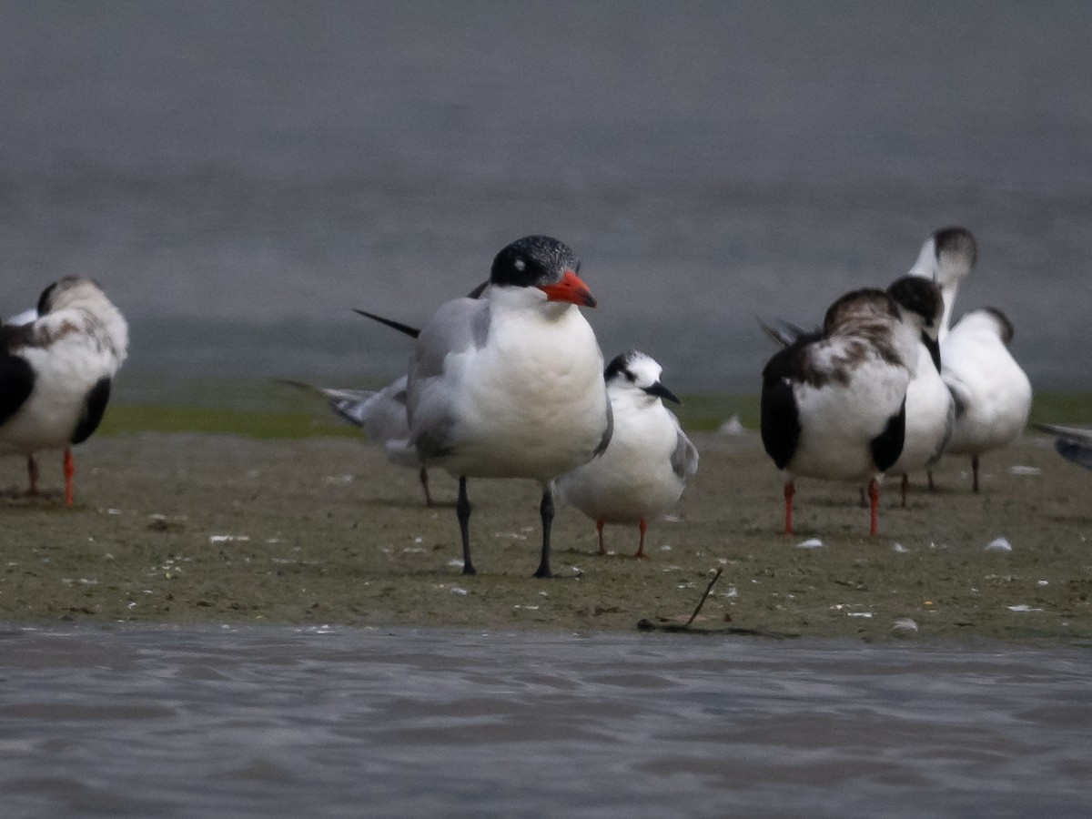 Caspian Tern - Mathurin Malby