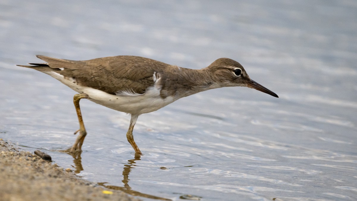 Spotted Sandpiper - Mathurin Malby