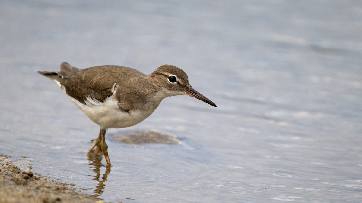 Spotted Sandpiper - Mathurin Malby