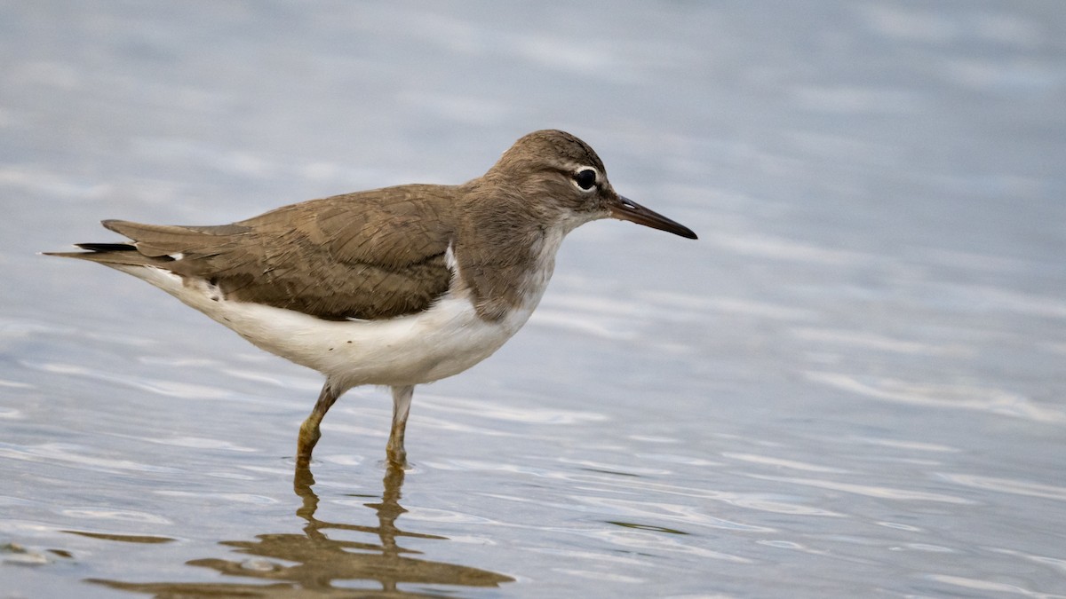 Spotted Sandpiper - Mathurin Malby