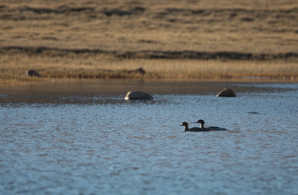 Red-breasted Merganser - Clare Kines