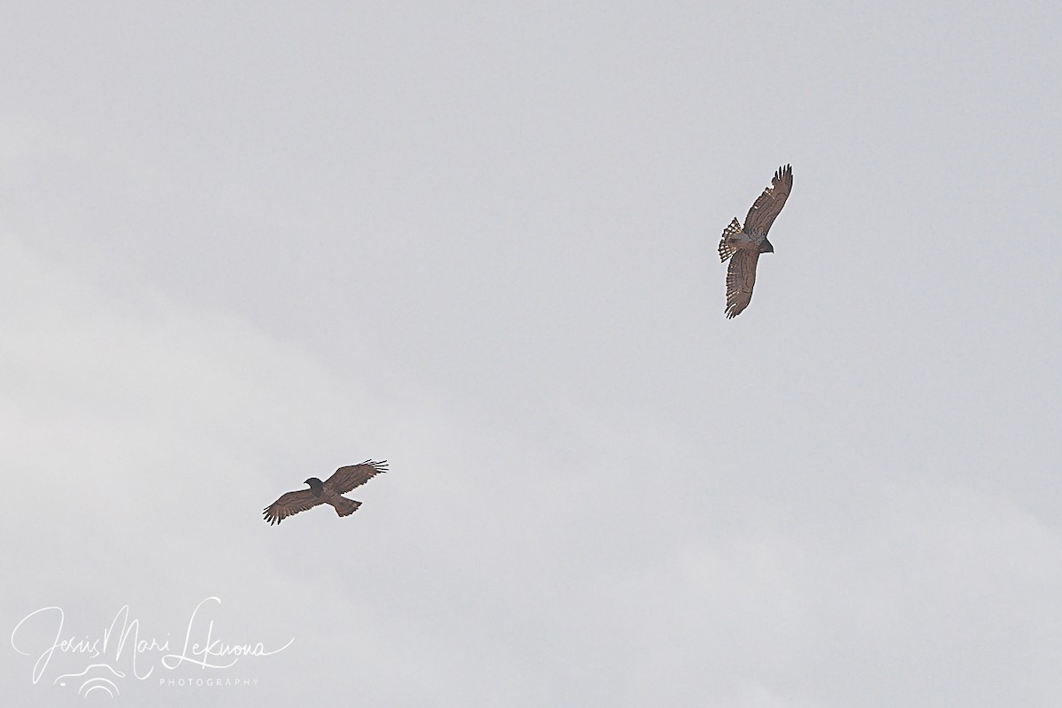 Short-toed Snake-Eagle - ML615950131