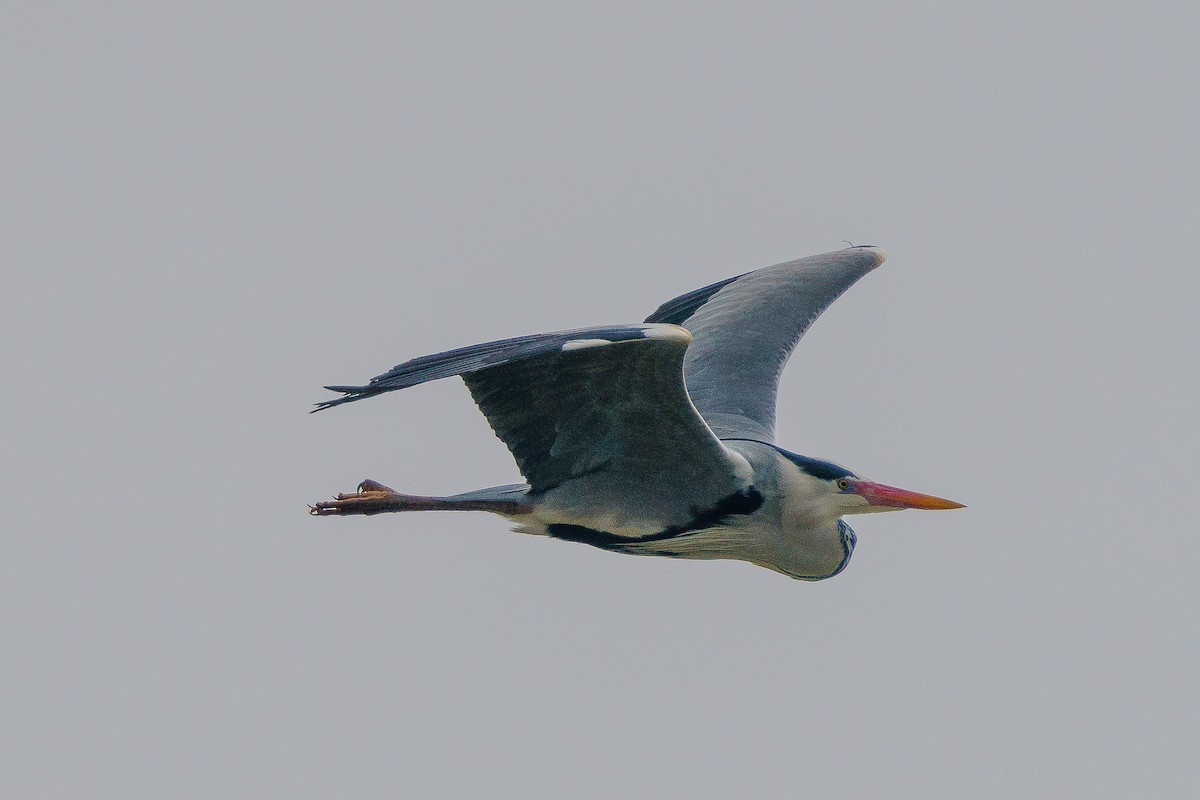 Gray Heron - ML615950132