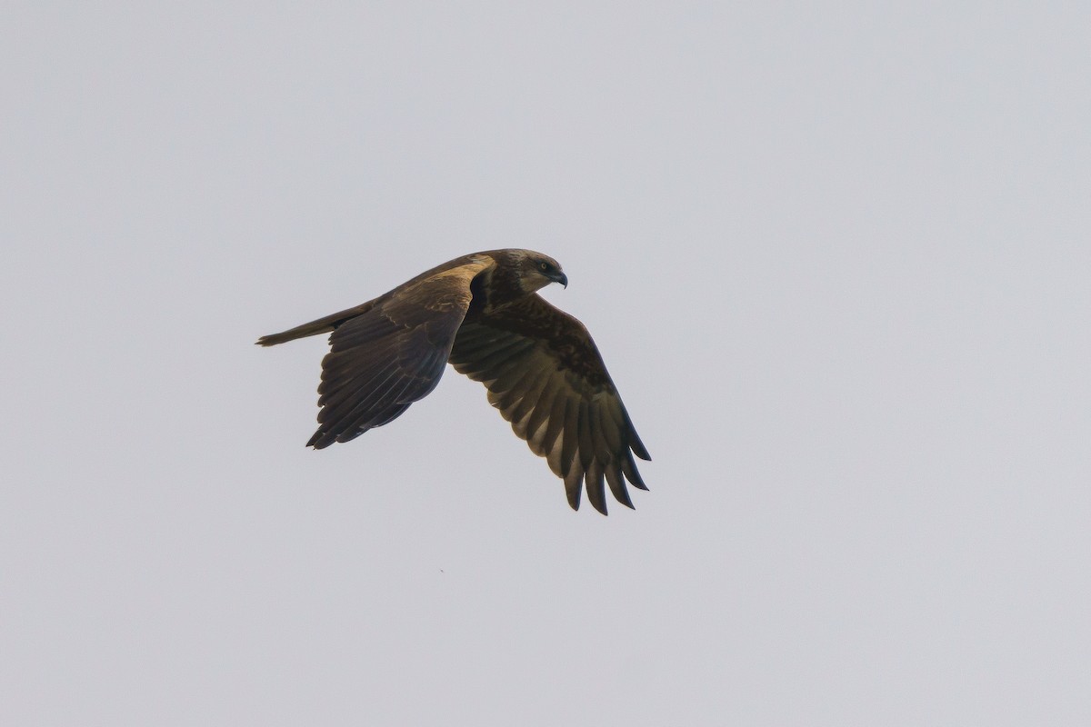 Western Marsh Harrier - ML615950134