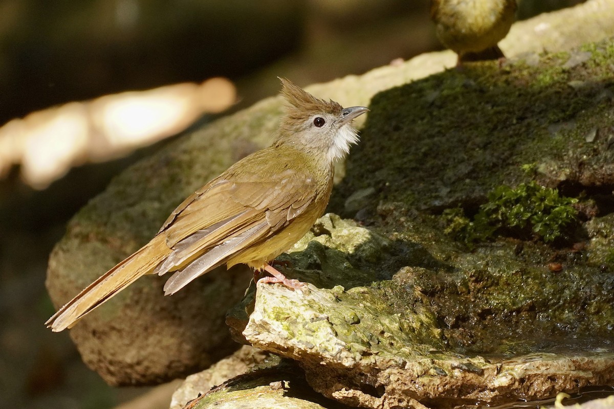 Ochraceous Bulbul - Cassie  Liu