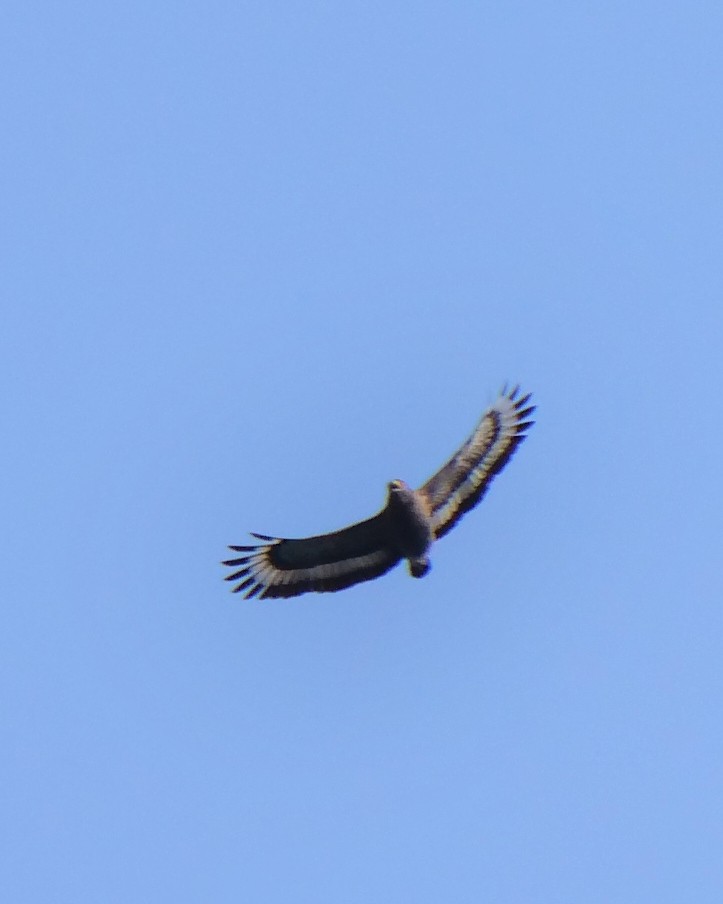 Crested Serpent-Eagle - ML615950174