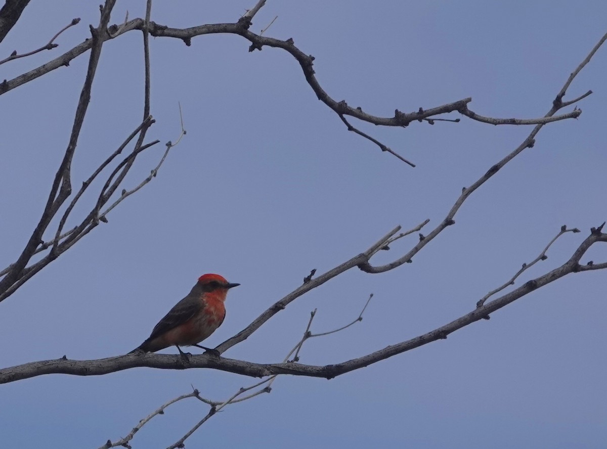 Vermilion Flycatcher - ML615950175