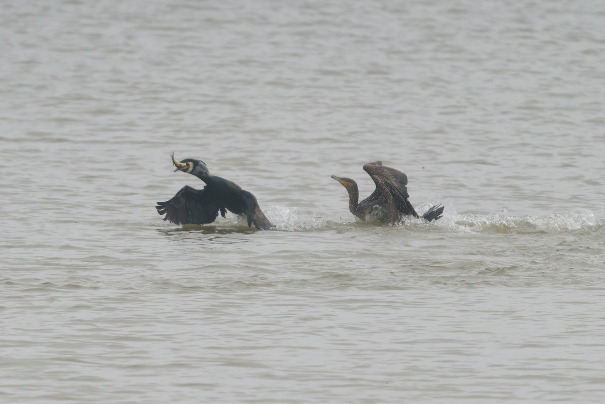 Cormorán Grande - ML615950199