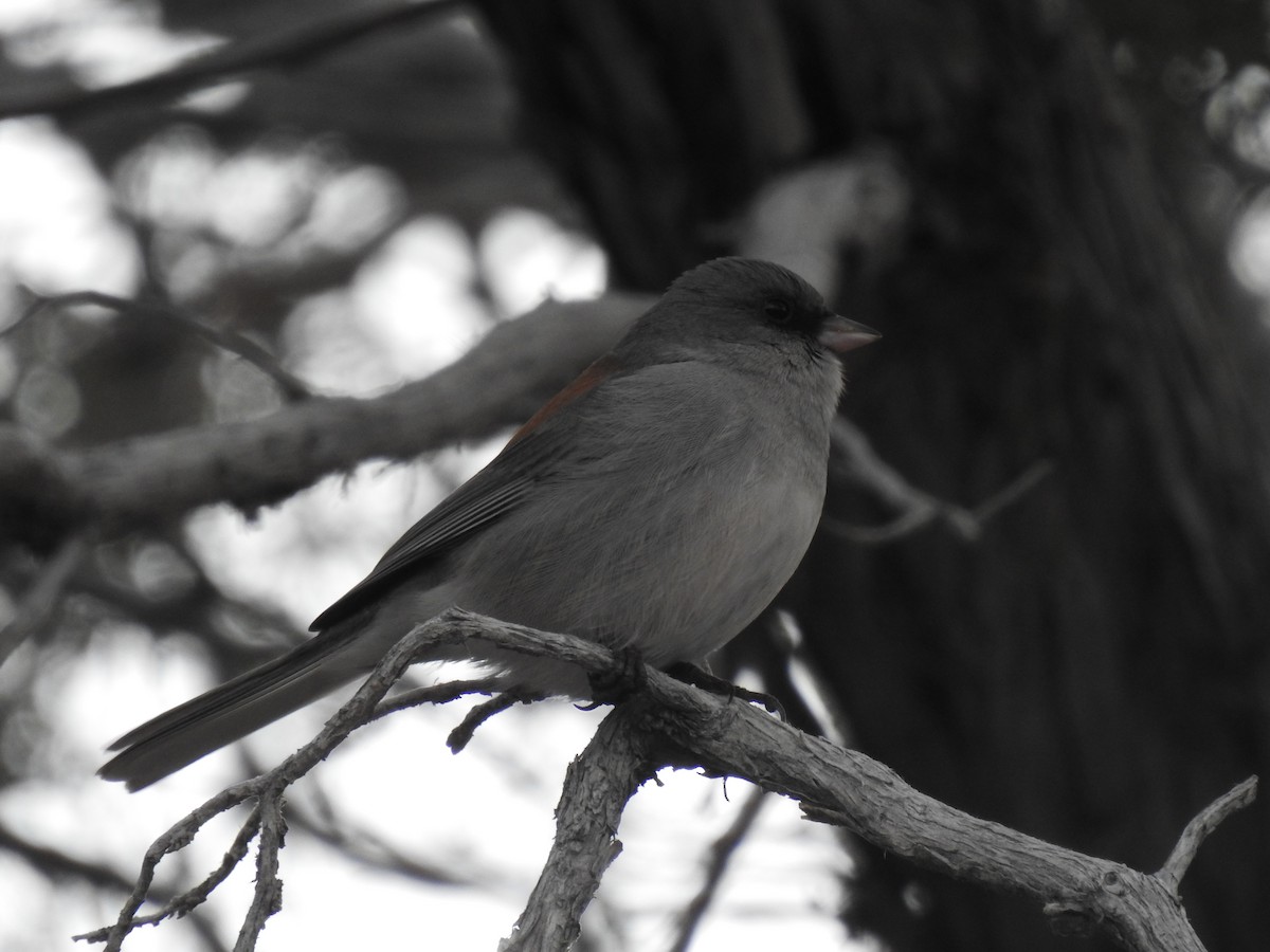 Junco Ojioscuro (dorsalis) - ML615950247