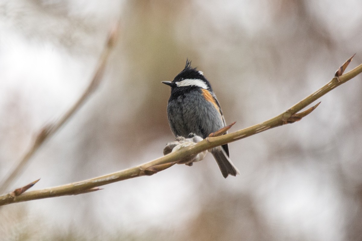 Coal Tit - ML615950264