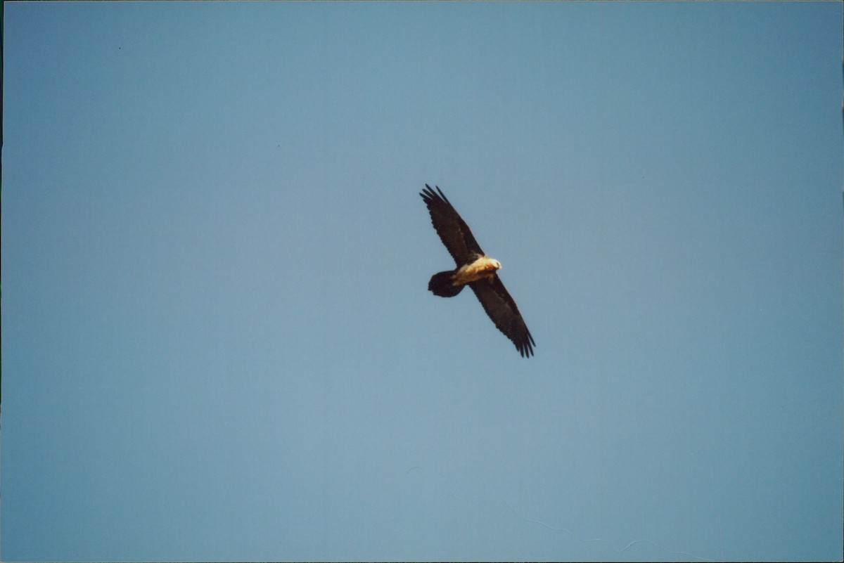 Bearded Vulture - ML615950330