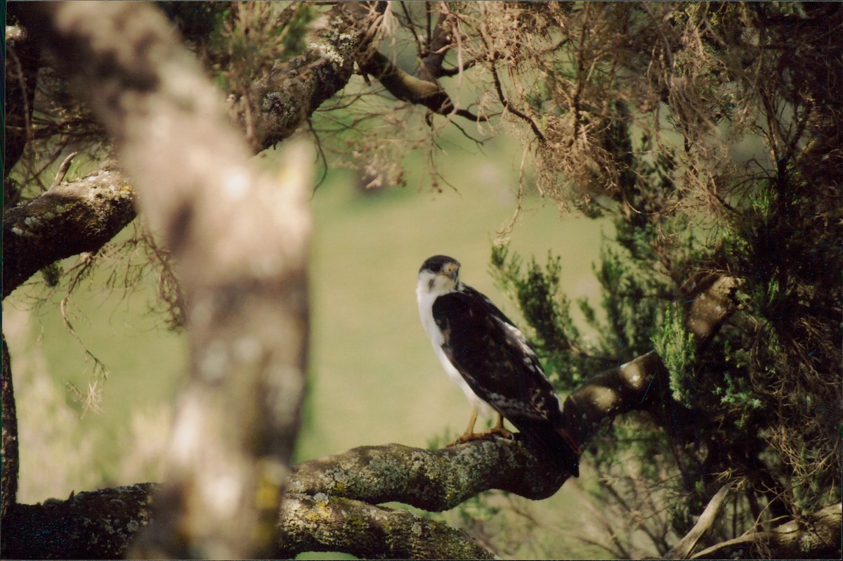 Augur Buzzard - ML615950333