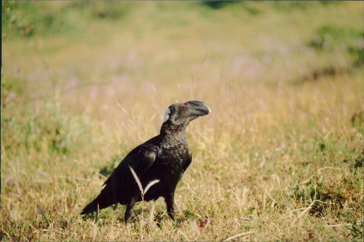 Thick-billed Raven - Itay Berger