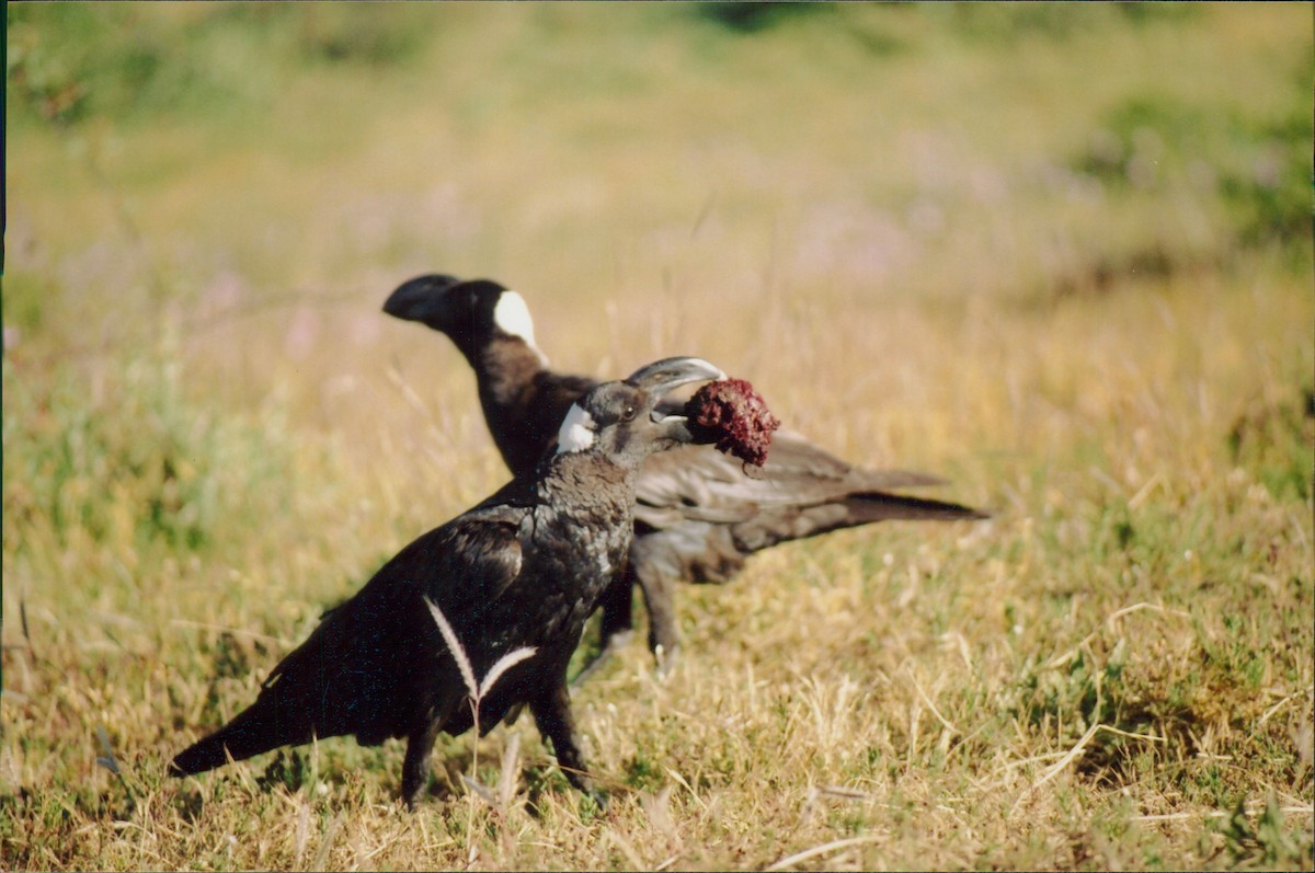 Thick-billed Raven - Itay Berger