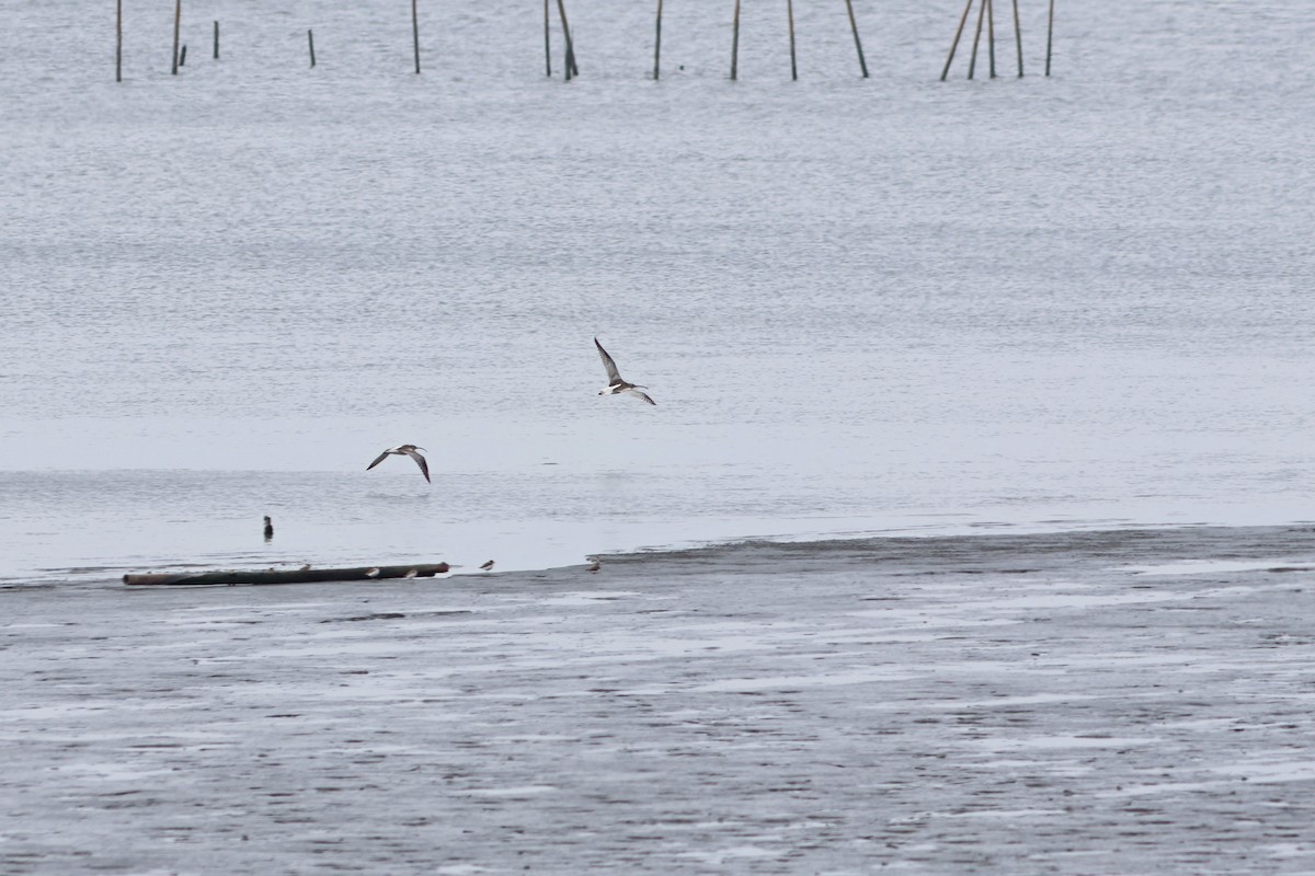 Eurasian Curlew - Jo-Szu [Ross] (若詩) Tsai (蔡)