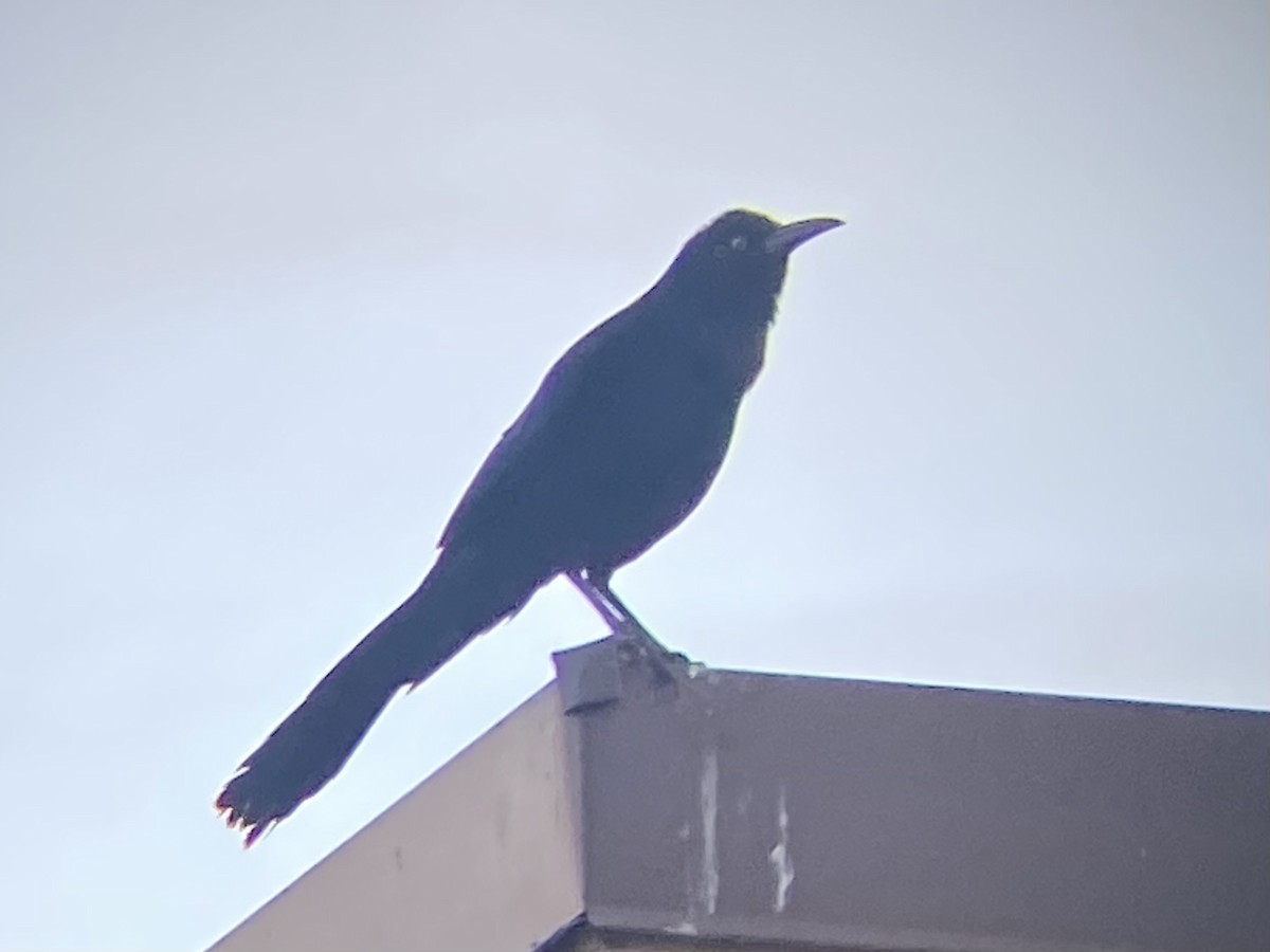 Great-tailed Grackle - ML615950647