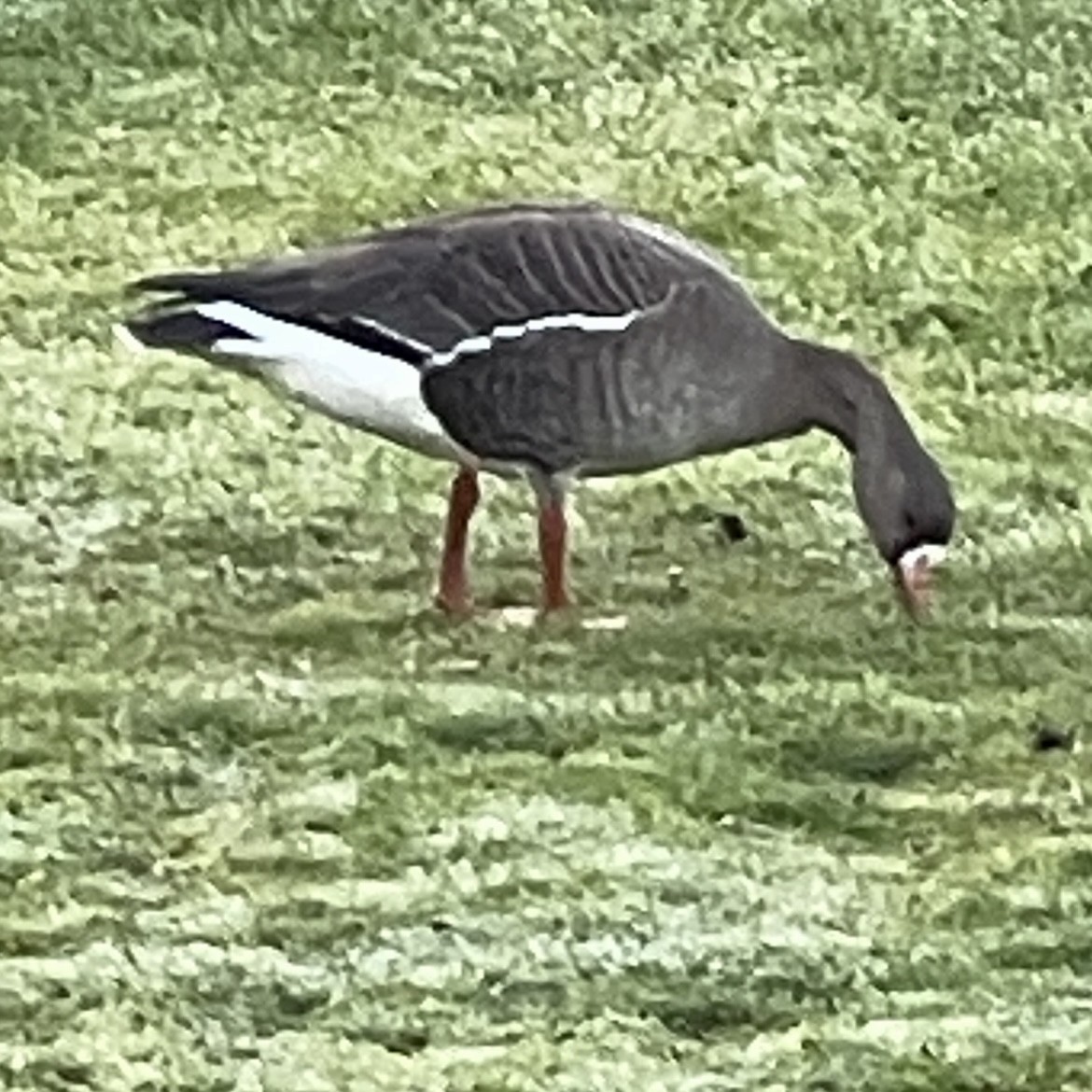 Greater White-fronted Goose - ML615950922