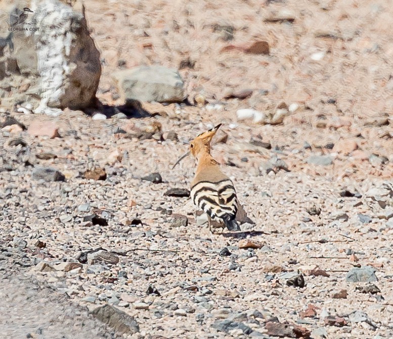 Eurasian Hoopoe (Eurasian) - ML615951060