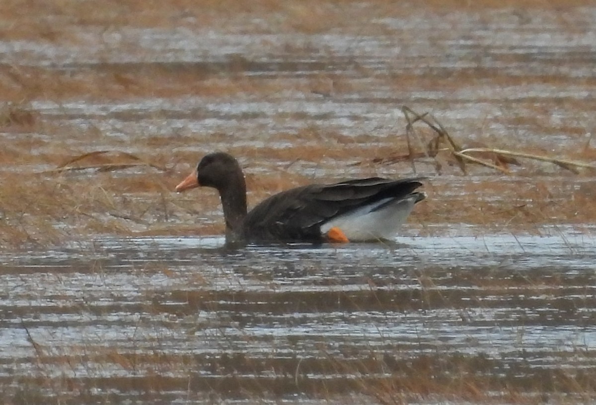 Greater White-fronted Goose - ML615951061