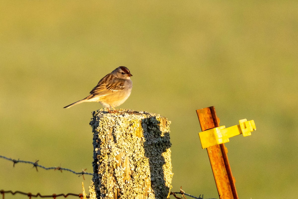 White-crowned Sparrow - ML615951130