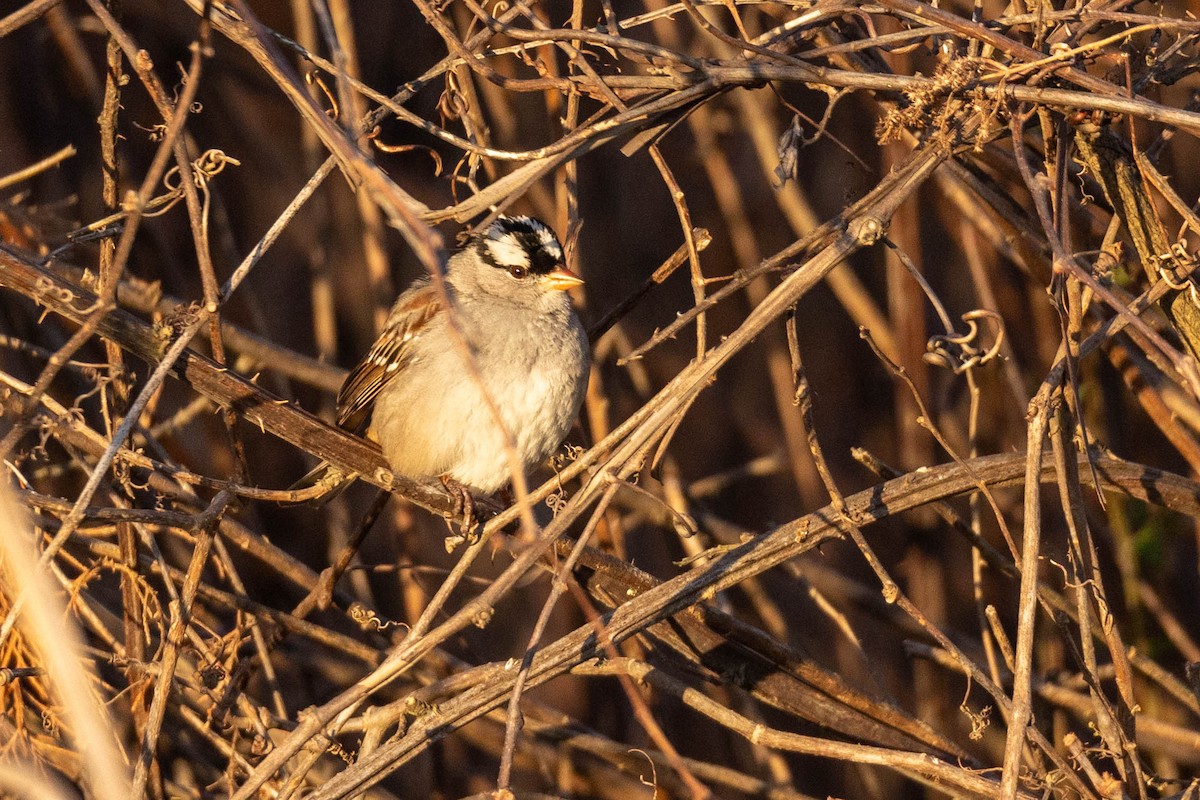 White-crowned Sparrow - Sean Leahy