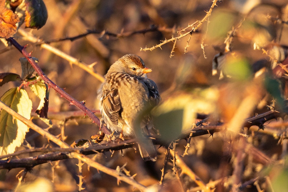 White-crowned Sparrow - Sean Leahy
