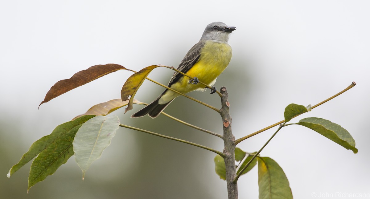 Tropical Kingbird - ML615951133