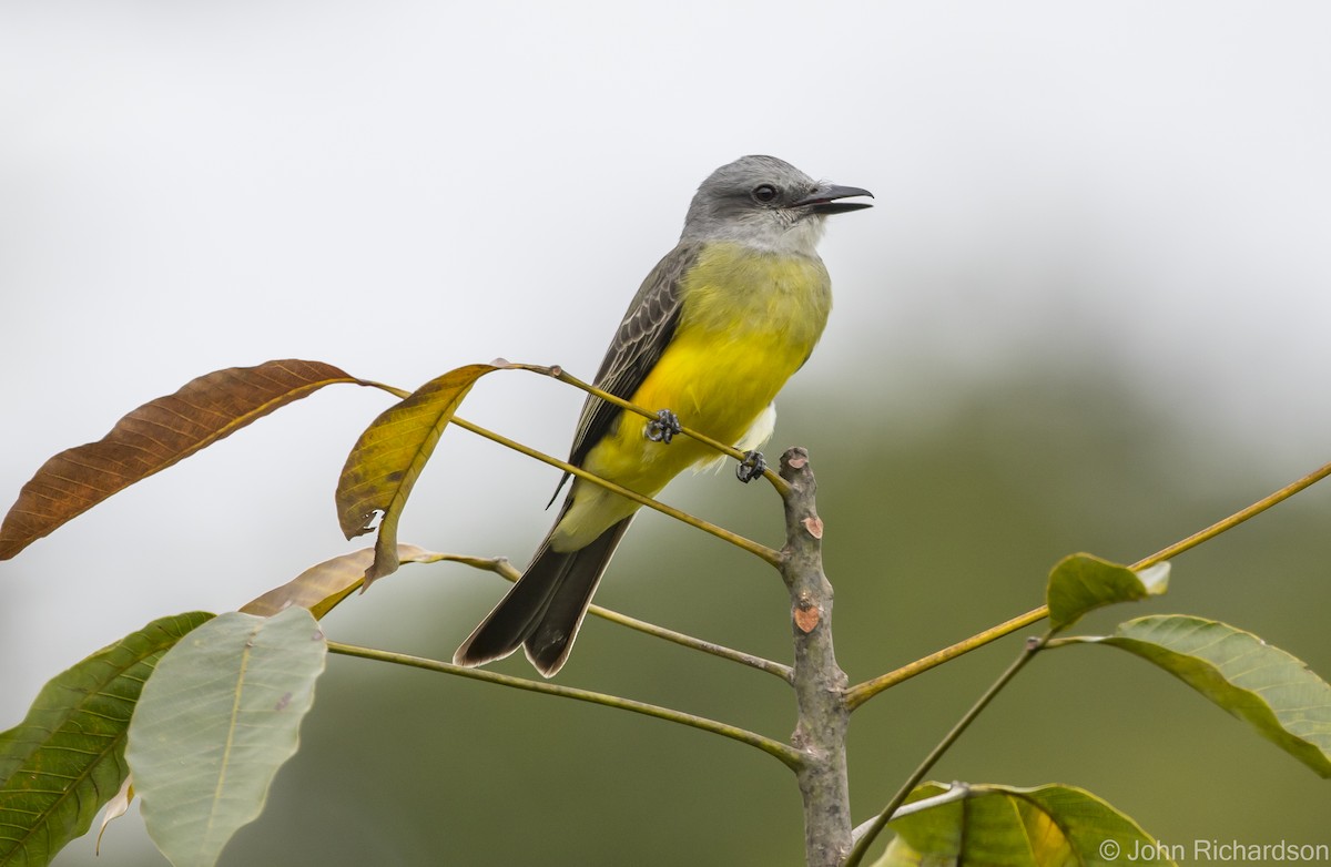 Tropical Kingbird - ML615951134