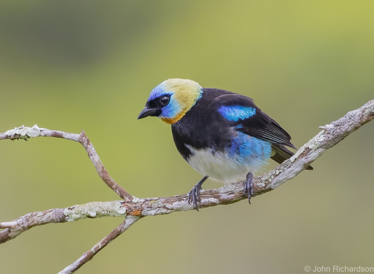 Golden-hooded Tanager - ML615951138