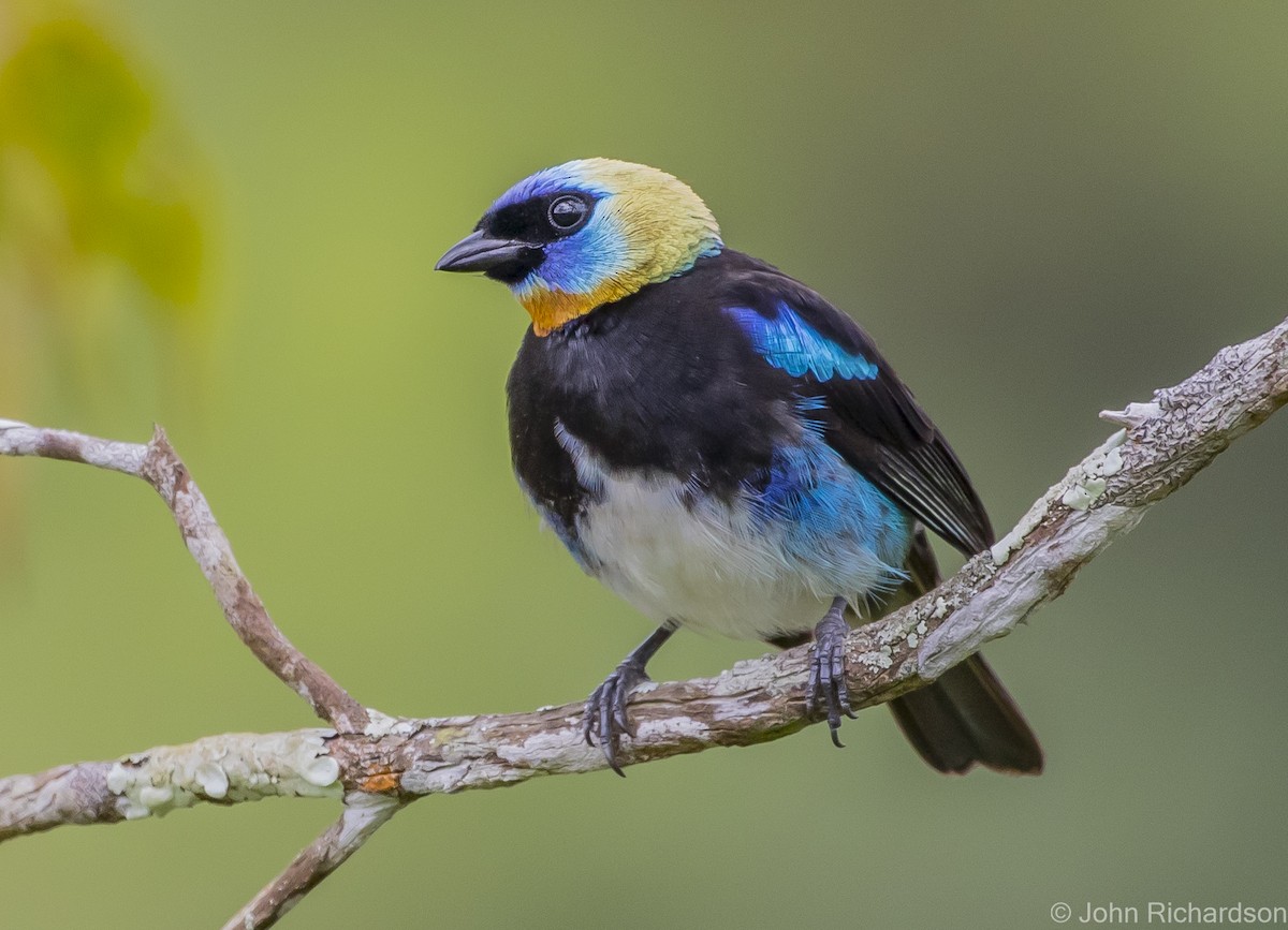 Golden-hooded Tanager - ML615951139