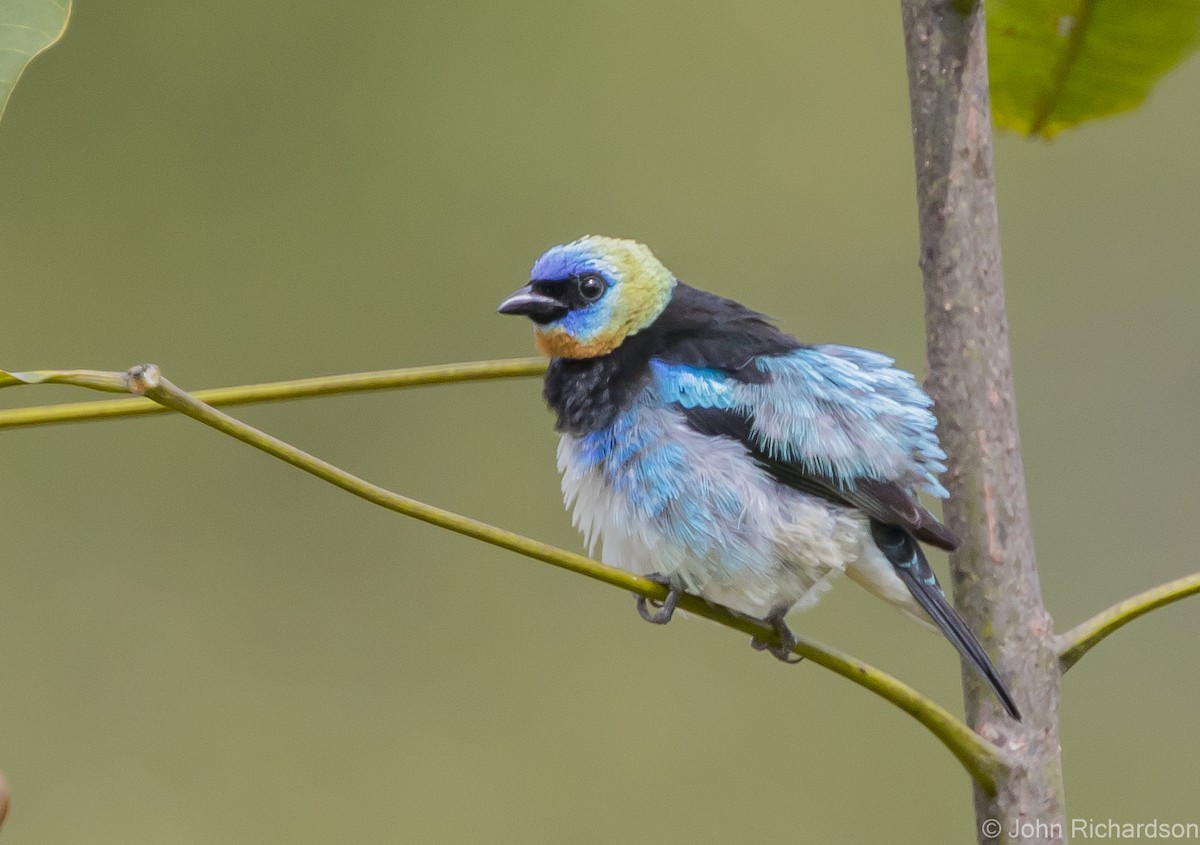 Golden-hooded Tanager - ML615951140