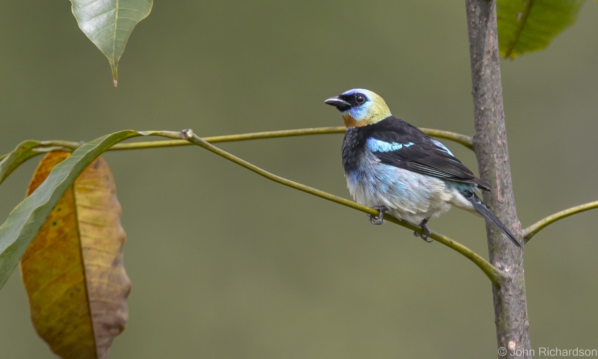 Golden-hooded Tanager - ML615951141